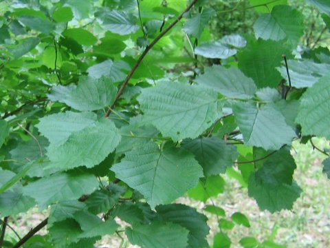 Corylus heterophylla var. thunbergii