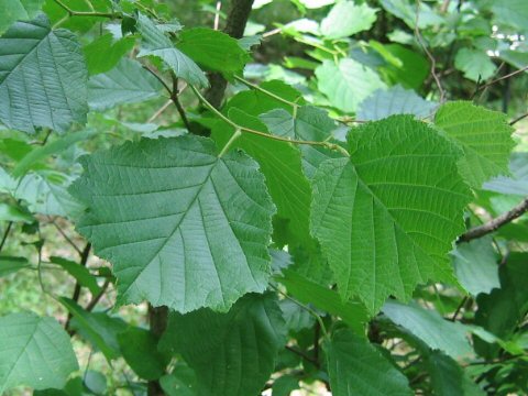 Corylus heterophylla var. thunbergii