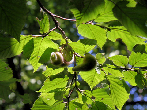 Corylus heterophylla var. thunbergii