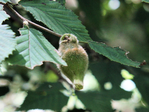 Corylus heterophylla var. thunbergii