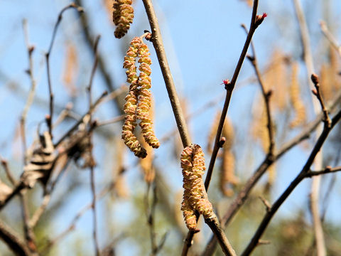 Corylus heterophylla var. thunbergii