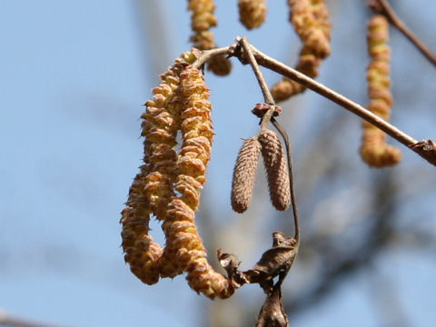 Corylus heterophylla var. thunbergii