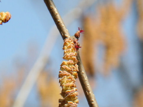 Corylus heterophylla var. thunbergii