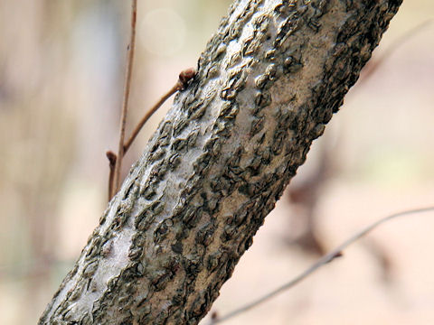 Corylus heterophylla var. thunbergii