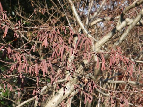 Corylus heterophylla var. thunbergii