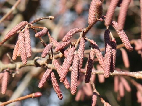 Corylus heterophylla var. thunbergii