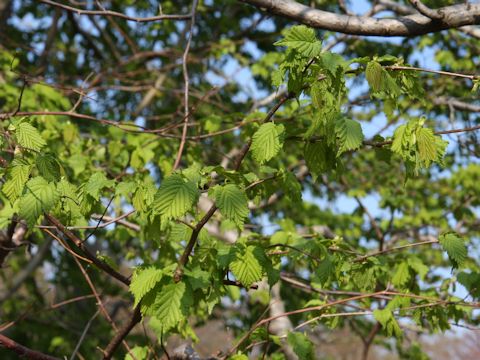 Corylus heterophylla var. thunbergii