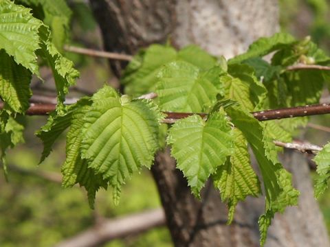 Corylus heterophylla var. thunbergii