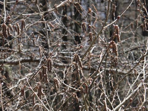 Corylus heterophylla var. thunbergii