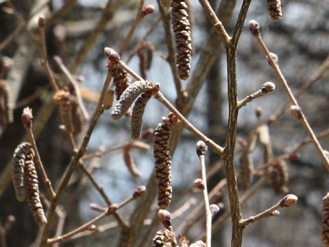 Corylus heterophylla var. thunbergii