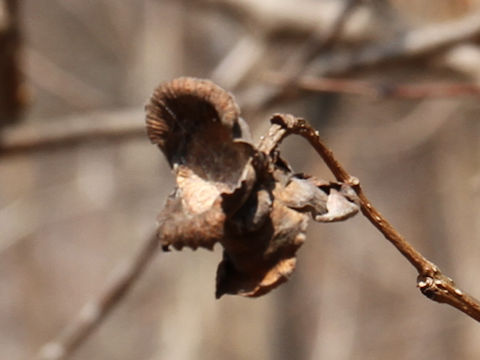 Corylus heterophylla var. thunbergii