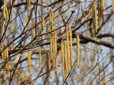 Corylus heterophylla var. thunbergii