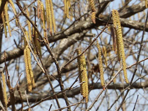 Corylus heterophylla var. thunbergii