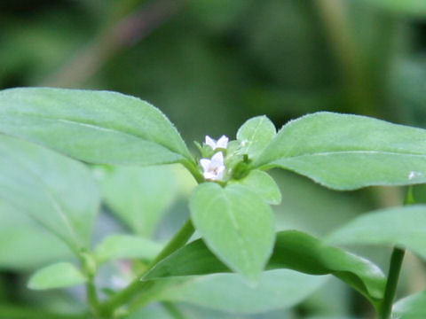 Hedyotis lindleyana var. hirsuta