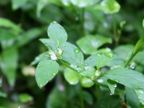 Hedyotis lindleyana var. hirsuta