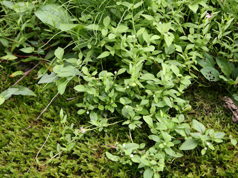 Hedyotis lindleyana var. hirsuta