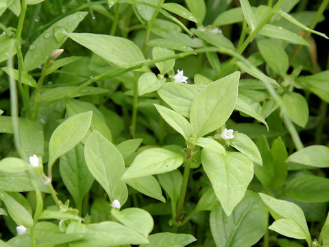 Hedyotis lindleyana var. hirsuta