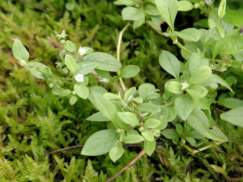 Hedyotis lindleyana var. hirsuta