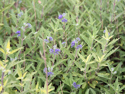 Caryopteris x clandonensis cv. First Choice