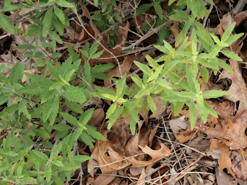 Caryopteris x clandonensis cv. First Choice