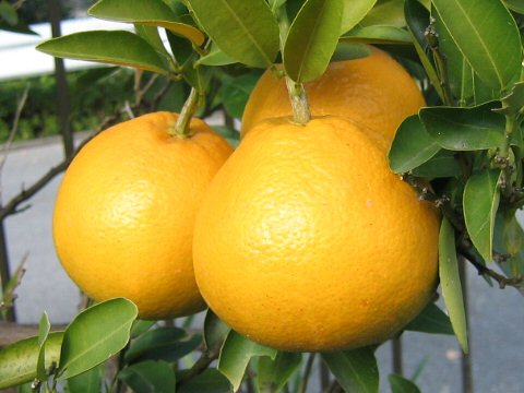 Citrus hassaku