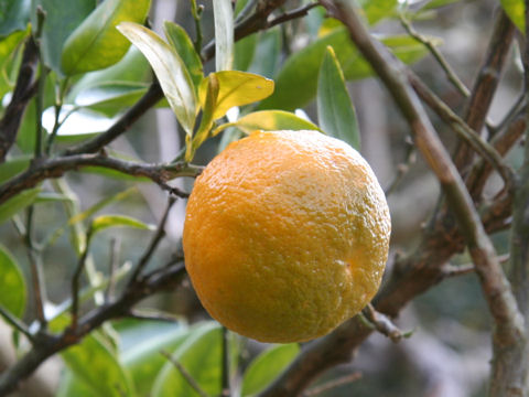 Citrus hassaku