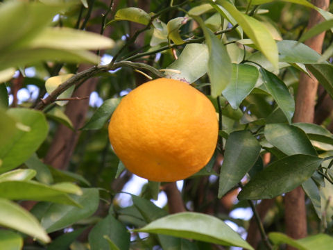 Citrus hassaku