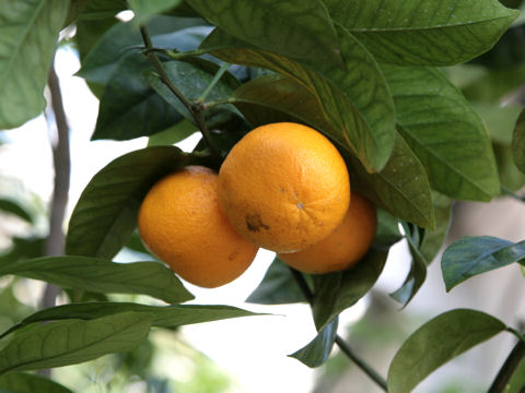 Citrus hassaku