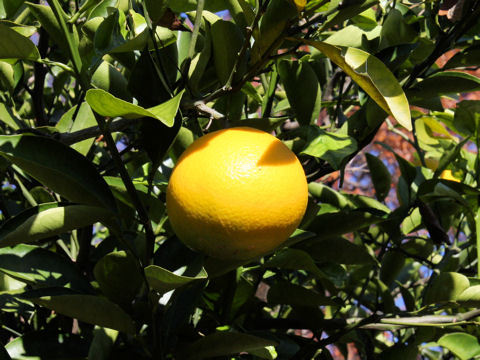 Citrus hassaku