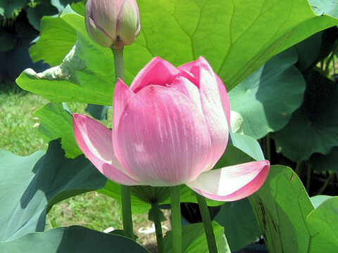 Nelumbo nucifera