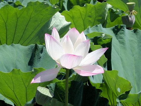 Nelumbo nucifera