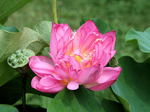 Nelumbo nucifera cv. ʏJ@