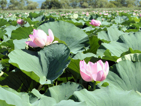 Nelumbo nucifera