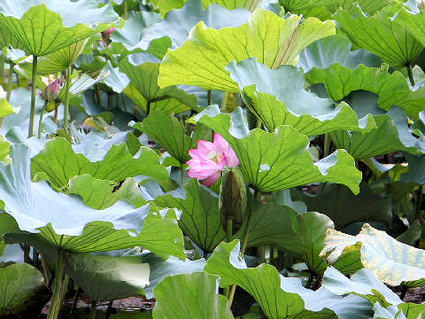 Nelumbo nucifera