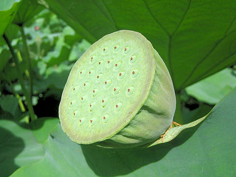 Nelumbo nucifera