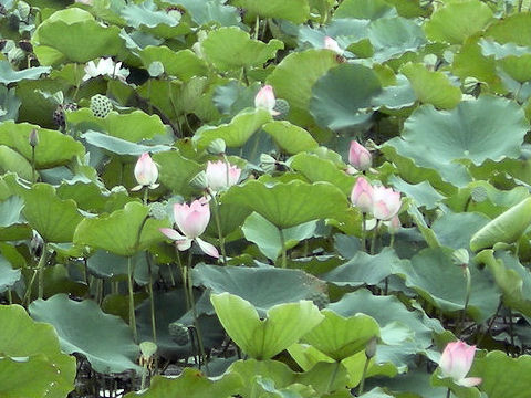 Nelumbo nucifera