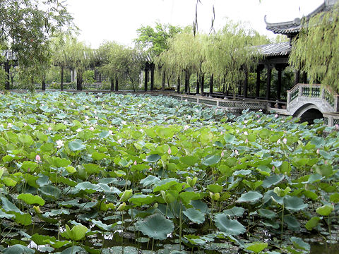 Nelumbo nucifera