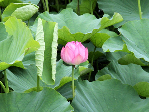 Nelumbo nucifera