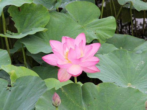 Nelumbo nucifera