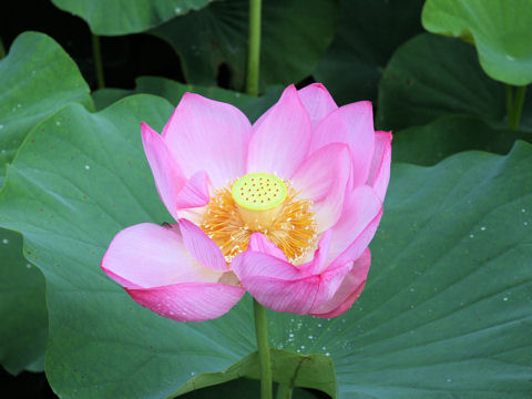 Nelumbo nucifera