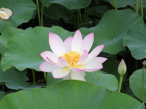 Nelumbo nucifera