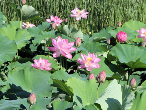 Nelumbo nucifera