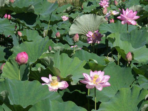 Nelumbo nucifera