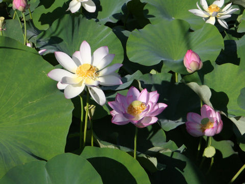 Nelumbo nucifera