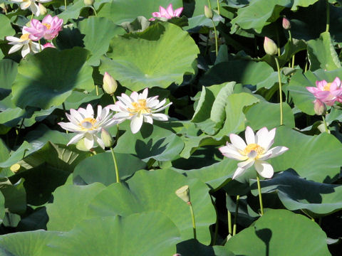 Nelumbo nucifera