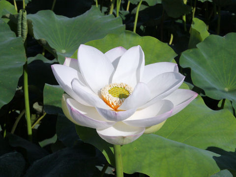 Nelumbo nucifera