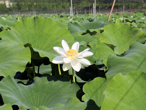 Nelumbo nucifera