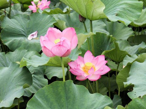 Nelumbo nucifera