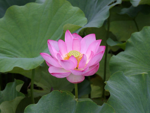 Nelumbo nucifera