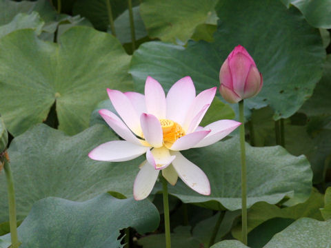 Nelumbo nucifera